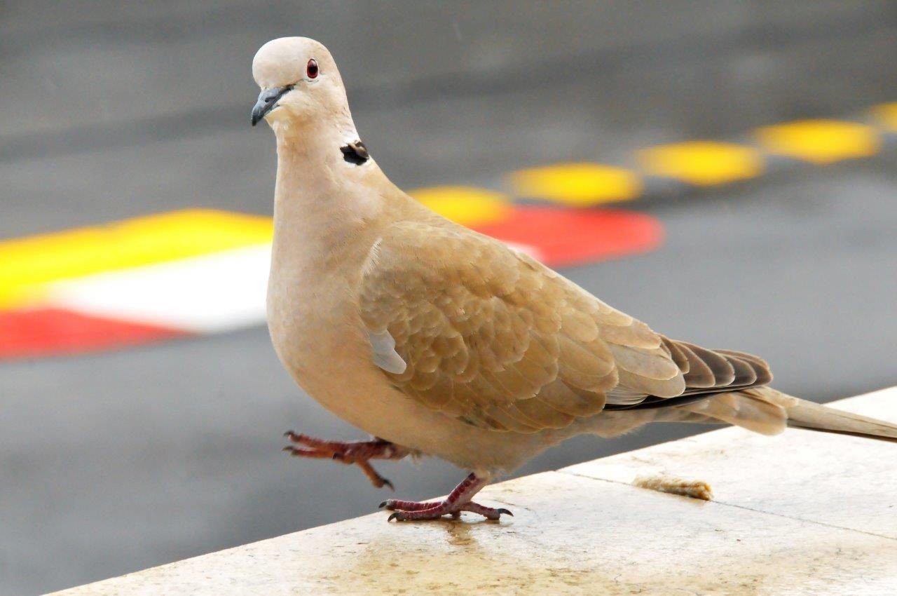 GP Monaco Historique - M.Pigeon - Weton1leg @ Classic Courses 