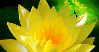 Lotus