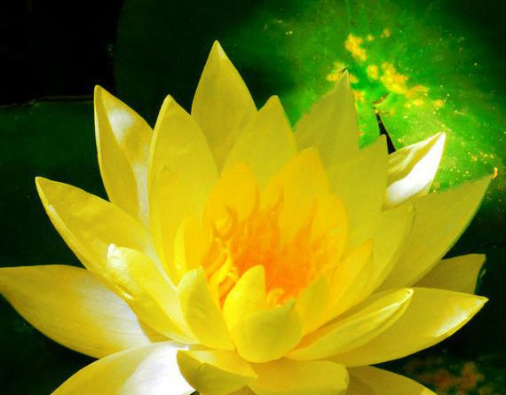 Lotus